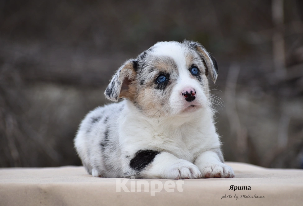 Собаки в Домодедово: Щенок вельш корги кардиган Девочка, 60 000 руб. - фото 1