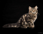 Кошки в Новосибирске: Сибирский котенок Вафля Девочка, 70 000 руб. - фото 3