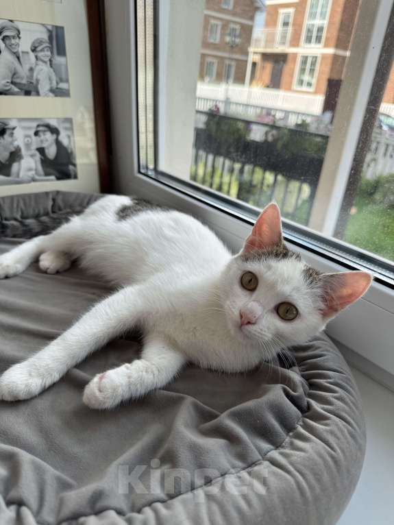Кошки в Москве: Мия  Девочка, Бесплатно - фото 8