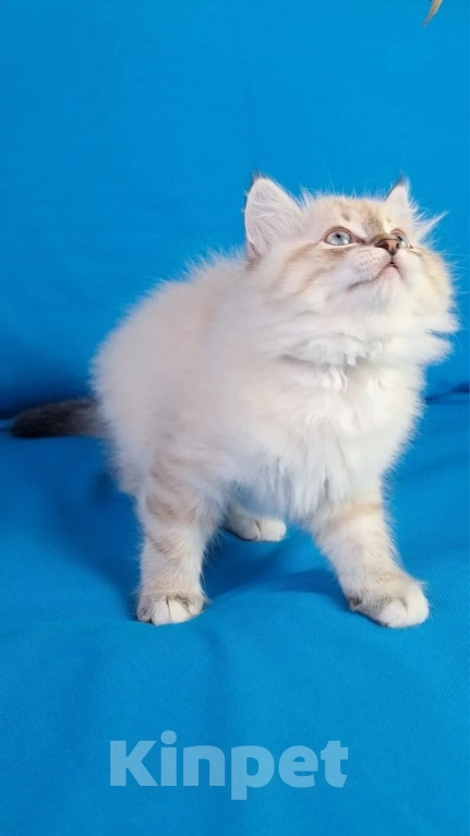 Кошки в Кохме: Невская маскарадная девочка Девочка, 45 000 руб. - фото 7