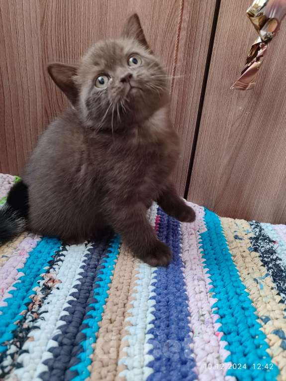 Кошки в Москве: Шоколадная девочка Девочка, 20 000 руб. - фото 2