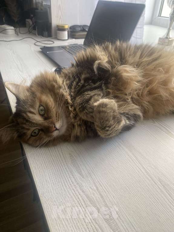 Кошки в Курске: Четырехшерстная красотка ищет новый дом Девочка, 1 руб. - фото 2