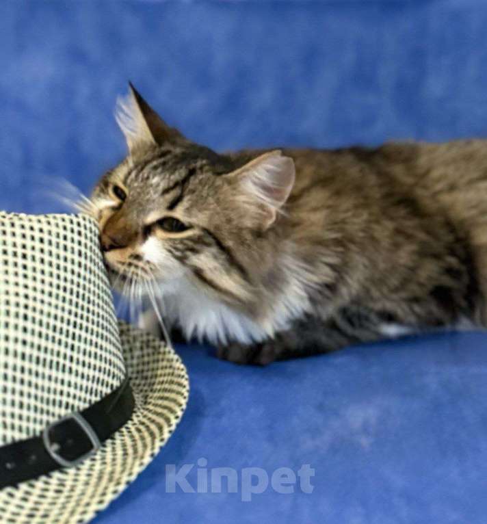 Кошки в Москве: котенок Кемер ищет дом Мальчик, Бесплатно - фото 4