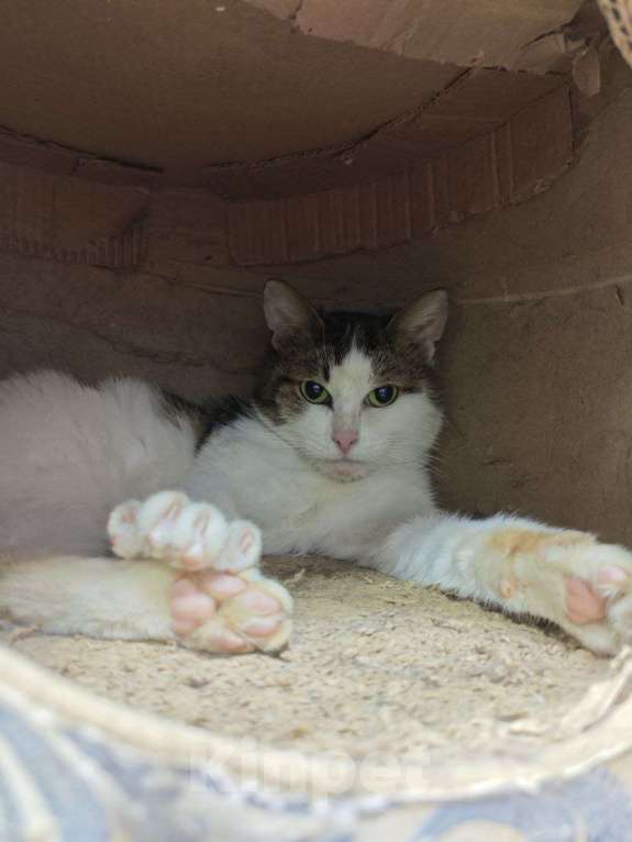 Кошки в Москве: Барсук- обаяшка и кот Мальчик, Бесплатно - фото 7