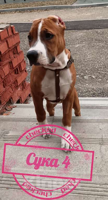 Собаки в Томске: Щенки Американский стафордширский терьер  Девочка, 25 000 руб. - фото 3