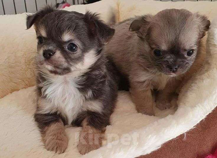 Собаки в Краснодаре: Чихуахуа срочно в дар  Мальчик, Бесплатно - фото 1