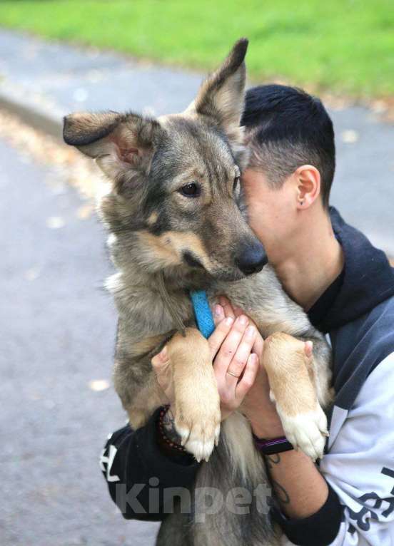 Собаки в Санкт-Петербурге: Твоя собака Девочка, Бесплатно - фото 1