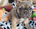 Собаки в Санкт-Петербурге: Шикарный щенки французский бульдог Мальчик, 60 000 руб. - фото 3