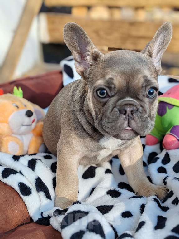 Собаки в Санкт-Петербурге: Шикарный щенки французский бульдог Мальчик, 60 000 руб. - фото 3