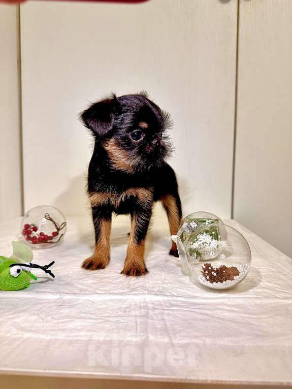 Собаки в Москве: Девочка бельгийский гриффон Девочка, 80 руб. - фото 1