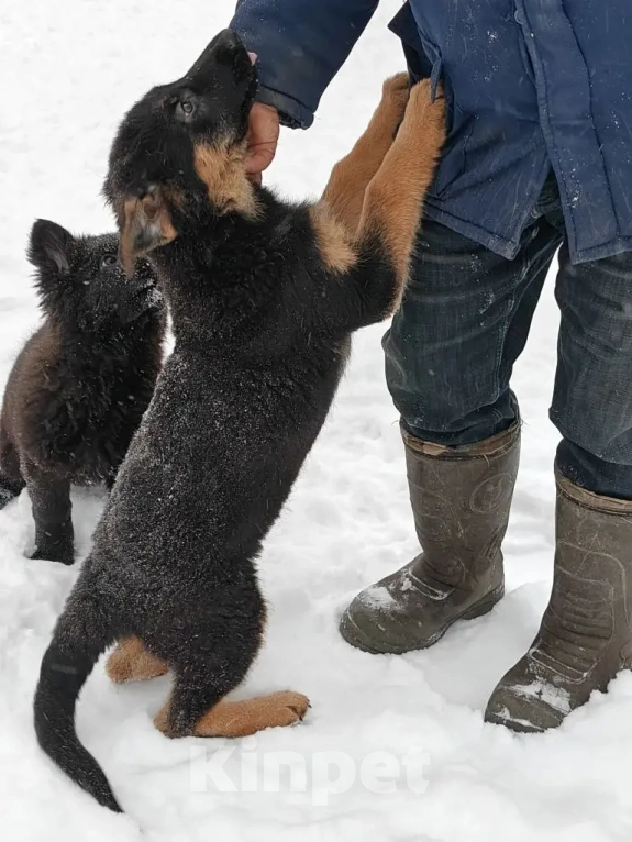 Собаки в Серове: Щенок немецкой овчарки Мальчик, Бесплатно - фото 5