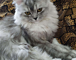Кошки в Чебоксарах: Кот ищет кошечку на вязку., 800 руб. - фото 3
