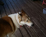 Собаки в Химках: Потерялась лайка. Рыжая с белым, красный ошейник Девочка, Бесплатно - фото 2