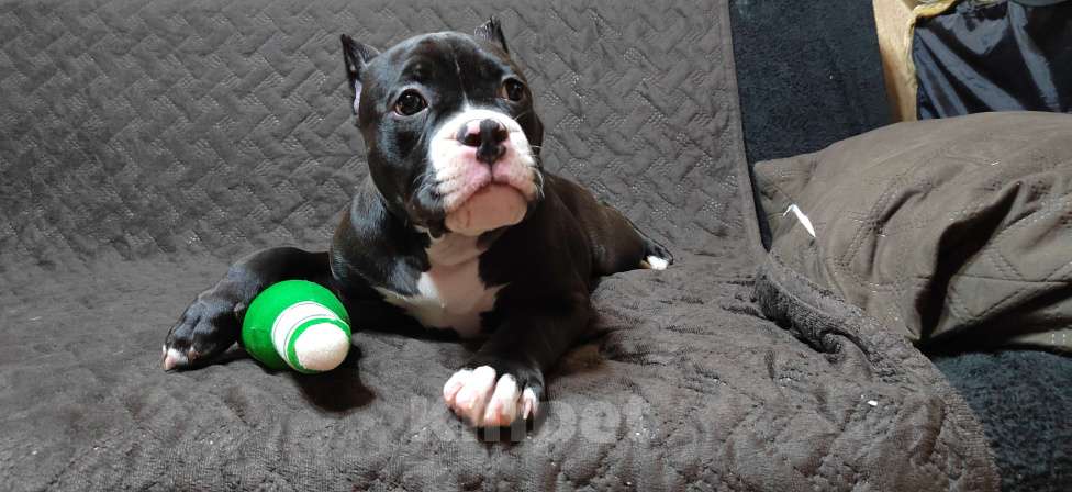 Собаки в Оренбурге: Американский булли щенки в типе покет Разнополые, Бесплатно - фото 5