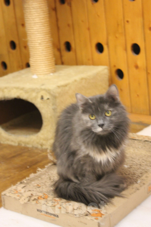 Кошки в Москве: Шалунья Гретта Девочка, Бесплатно - фото 3