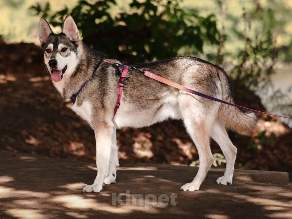 Собаки в Москве: Метис Хаски в добрые руки Мальчик, 99 руб. - фото 6