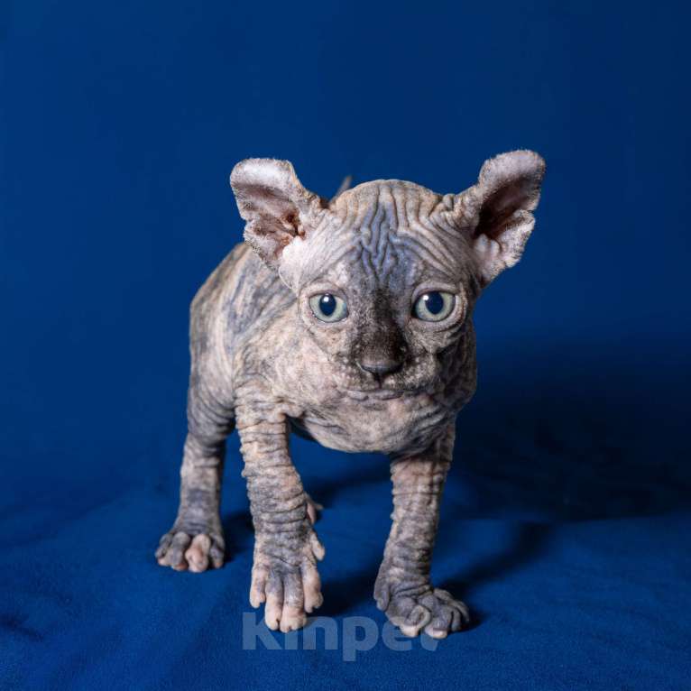 Кошки в Москве: Сфинкс эльф Девочка, 40 000 руб. - фото 3