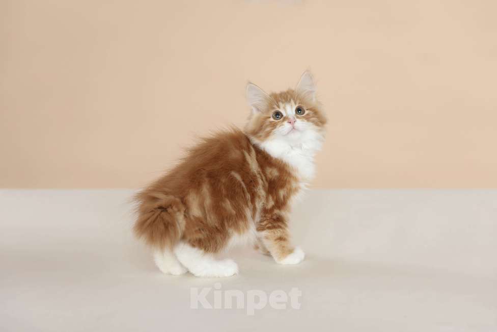 Кошки в Серпухове: Хлопок Русские Цветы Курильский Бобтейл Мальчик, 55 000 руб. - фото 5