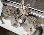 Кошки в Санкт-Петербурге: Очаровательные котята ищут дом! Девочка, Бесплатно - фото 3