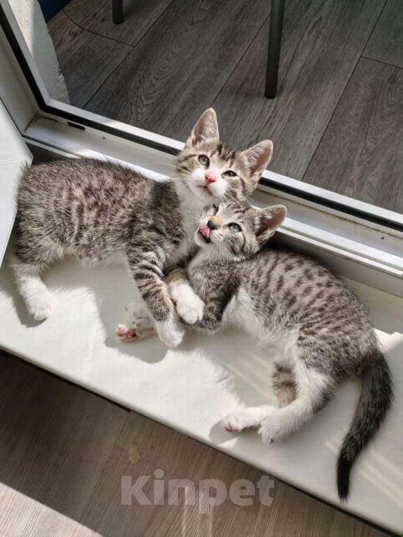 Кошки в Санкт-Петербурге: Очаровательные котята ищут дом! Девочка, Бесплатно - фото 3