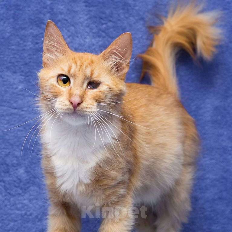 Кошки в Москве: Неужели никогда не полюбят? Мальчик, Бесплатно - фото 2