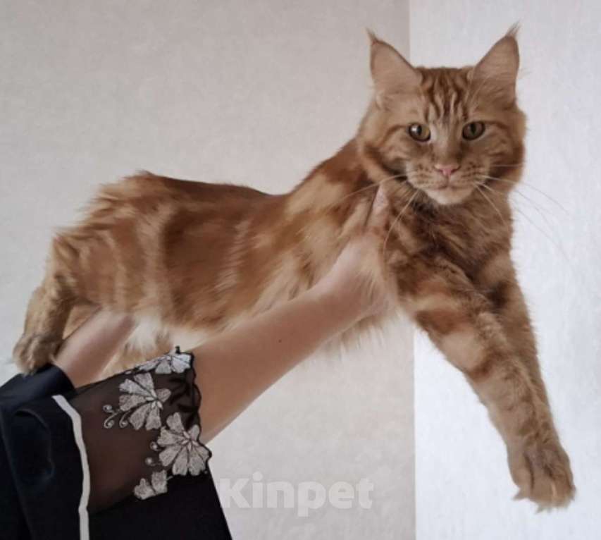 Кошки в Геленджике: Кошка мейн-кун с родословной Девочка, 60 000 руб. - фото 6