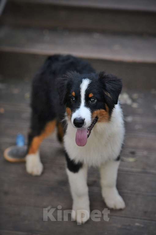 Собаки в Москве: Щенок Австралийской овчарки Мальчик, 120 000 руб. - фото 2