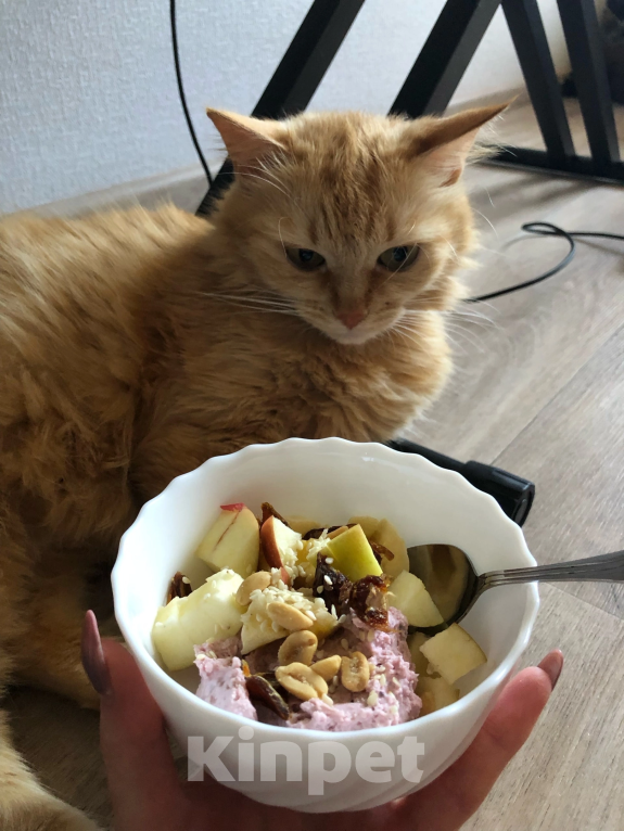 Кошки в Воронеже: Кекушевичус Девочка, Бесплатно - фото 2