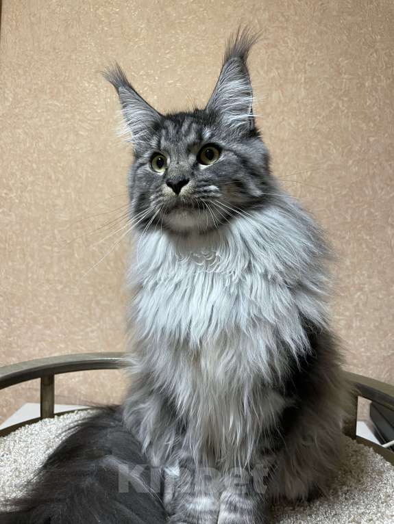 Кошки в Артеме: Кошка порода мейн кун  Девочка, 50 000 руб. - фото 5