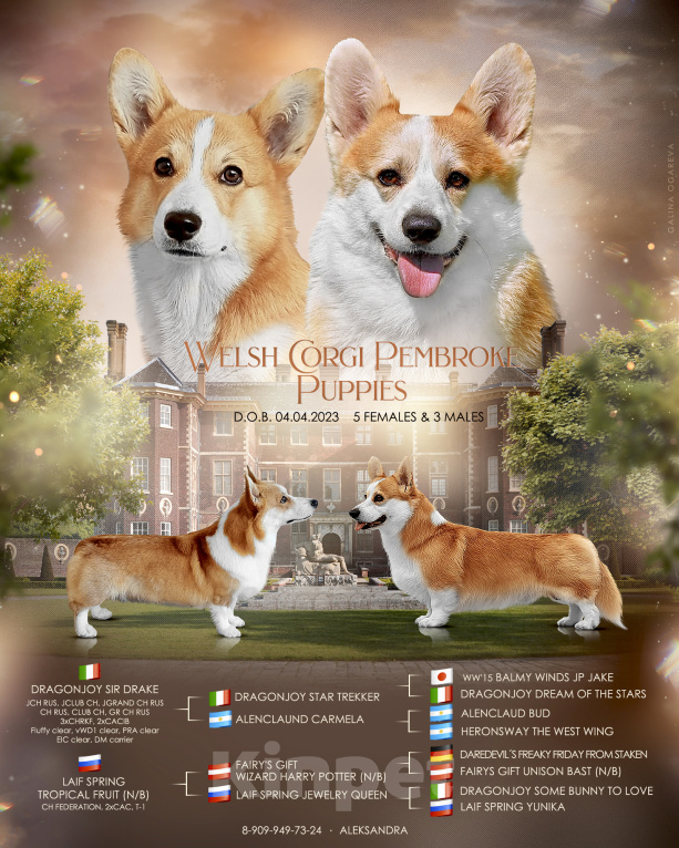 Собаки в Можайске: Вельш-корги пемброк Миллениум Аркобалено Мальчик, 70 000 руб. - фото 7