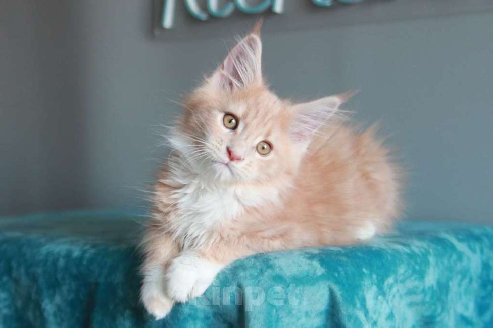 Кошки в Екатеринбурге: У всех хорошие,  а у нас лучшие. Котята мейн-кун Девочка, 15 000 руб. - фото 1