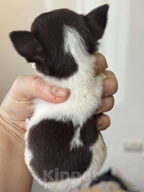 Собаки в Балашихе: Очаровательная девочка чихуахуа  Девочка, 30 000 руб. - фото 2