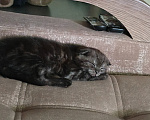 Кошки в других городах Тверской области: Отдам котёнка в добрые руки. Мальчик, Бесплатно - фото 3