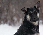 Собаки в Москве: Пралине Девочка, Бесплатно - фото 1