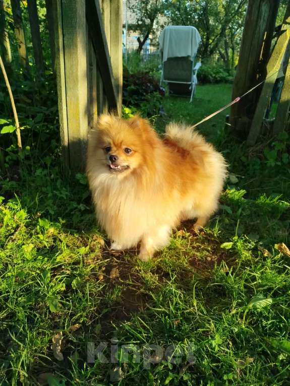 Собаки в Москве: Немецкий малый шпиц щенок  Мальчик, 20 000 руб. - фото 4