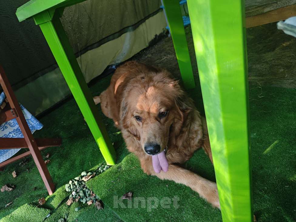 Собаки в Дзержинске: Только в очень любящие руки Девочка, Бесплатно - фото 2