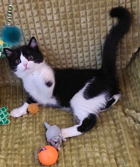 Шотландский котенок