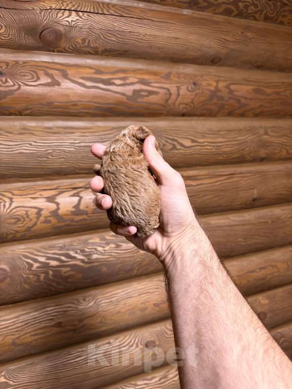 Собаки в Краснодаре: Той пудель щенок Девочка, 75 000 руб. - фото 5