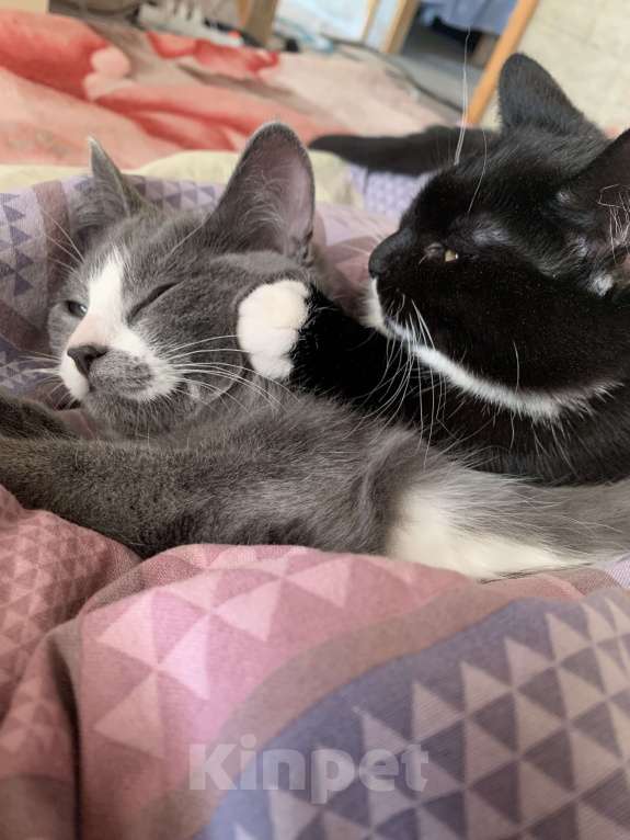 Кошки в других городах Ленинградской области: Дымка Девочка, Бесплатно - фото 3