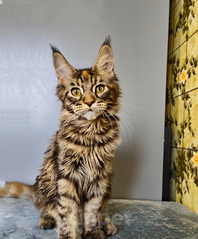Кошки в Москве: Котёнок Мейн-кун Девочка Девочка, 39 000 руб. - фото 8
