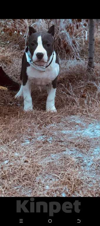 Собаки в Новосибирске: Предлагается шикарная сука АСТ Девочка, 5 000 руб. - фото 1