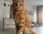 Кошки в Калининграде: Котята мейн кун Мальчик, Бесплатно - фото 1