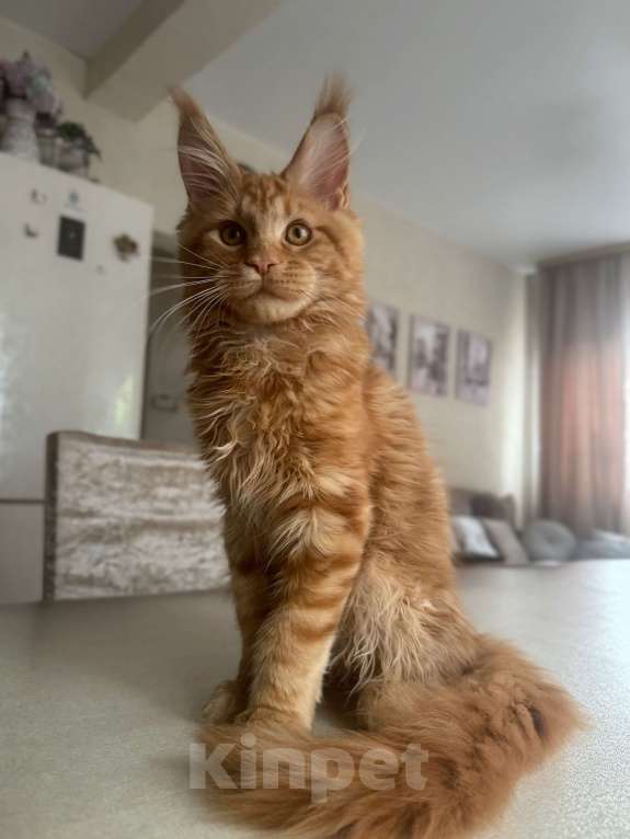 Кошки в Калининграде: Котята мейн кун Мальчик, Бесплатно - фото 1