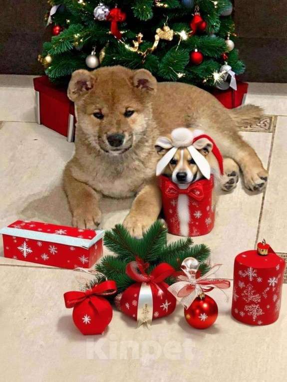 Собаки в Санкт-Петербурге: Продам парня и девочку сиба ину Девочка, 100 000 руб. - фото 3