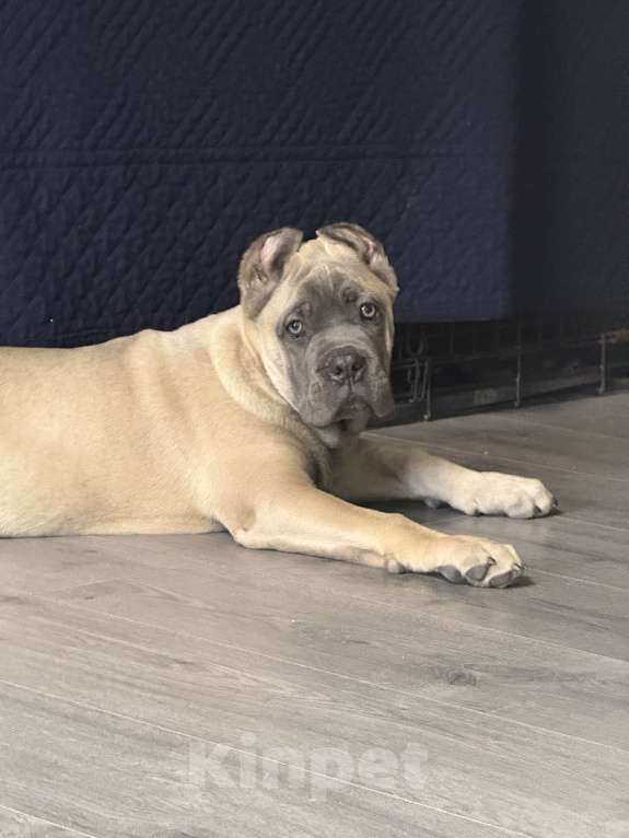 Собаки в Москве: Щенки кане корсо Мальчик, 120 000 руб. - фото 6