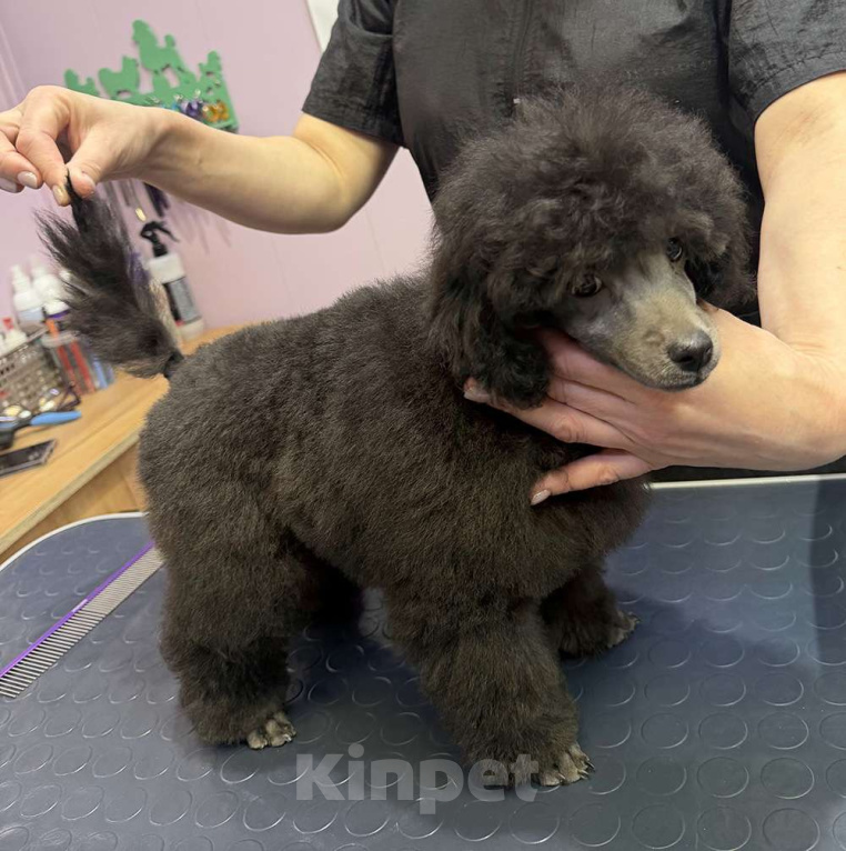 Собаки в Долгопрудном: Щенок пуделя миниатюрный серебристый Джентли Борн Рикки  Мальчик, 75 000 руб. - фото 3