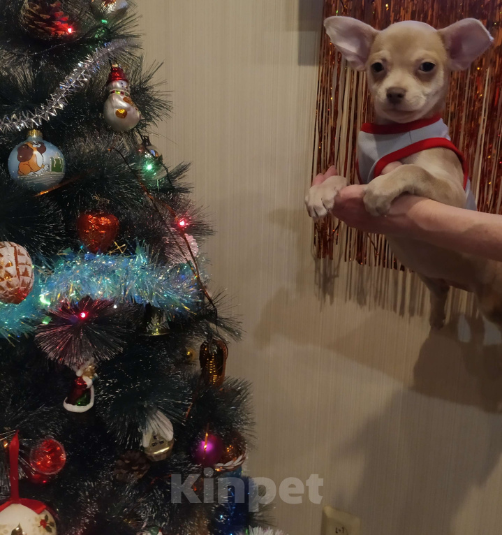 Собаки в Москве: Лиловый гш мальчуган крупный  Мальчик, 45 000 руб. - фото 4