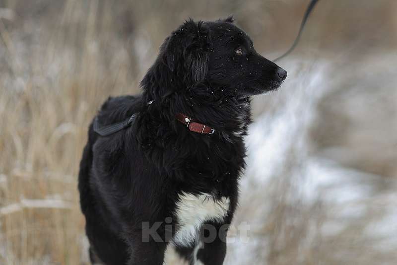 Собаки в Москве: Злата, идеальная для квартиры собака Девочка, Бесплатно - фото 2