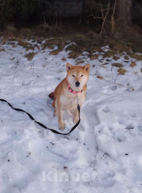 Собаки в Москве: Девочка-сиба в добрые руки Девочка, Бесплатно - фото 3