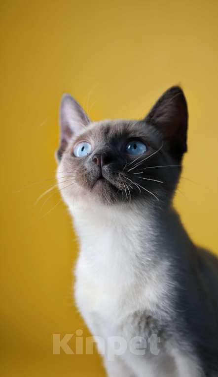 Кошки в Москве: Голубоглазая колор пойнт кошечка Девочка, 15 000 руб. - фото 4